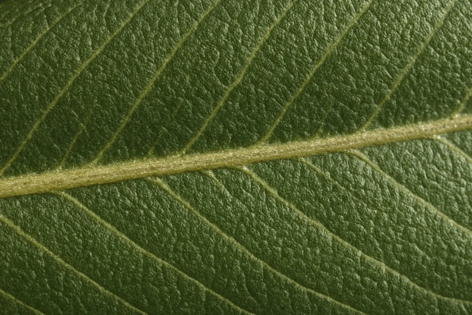 Forget NSAIDs - Scientists Are Turning to Olive Leaves for Inflammation Relief