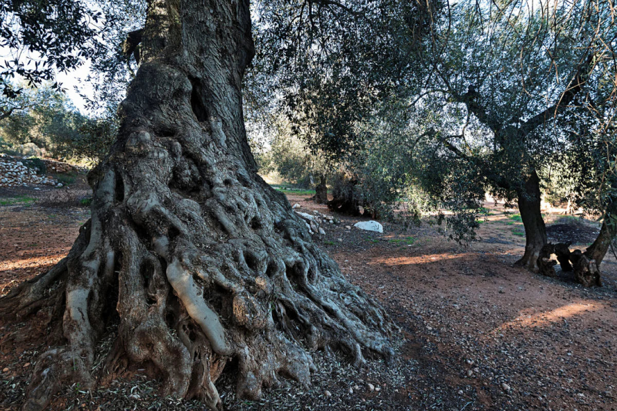 From Ancient Trees to Modern Healing: Tracing the Journey of Zoefull’s Wild Olive Oil