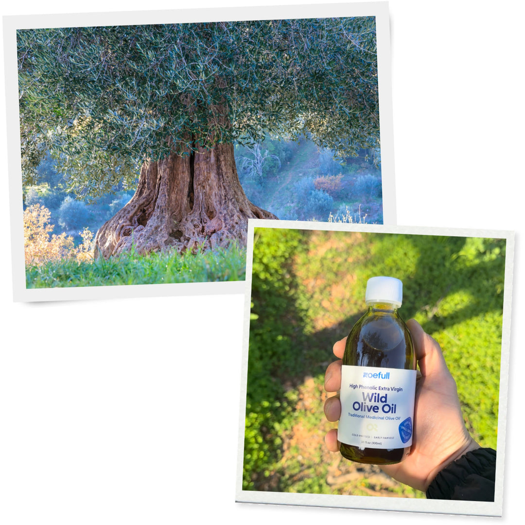A wild olive tree and zoefull's wild olive oil.