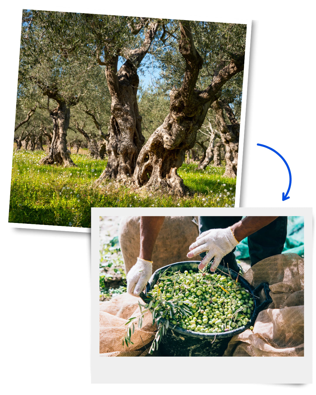 Image shows centenarian wild olive trees being harvested by hand to produce zoefull's wild olive oil.