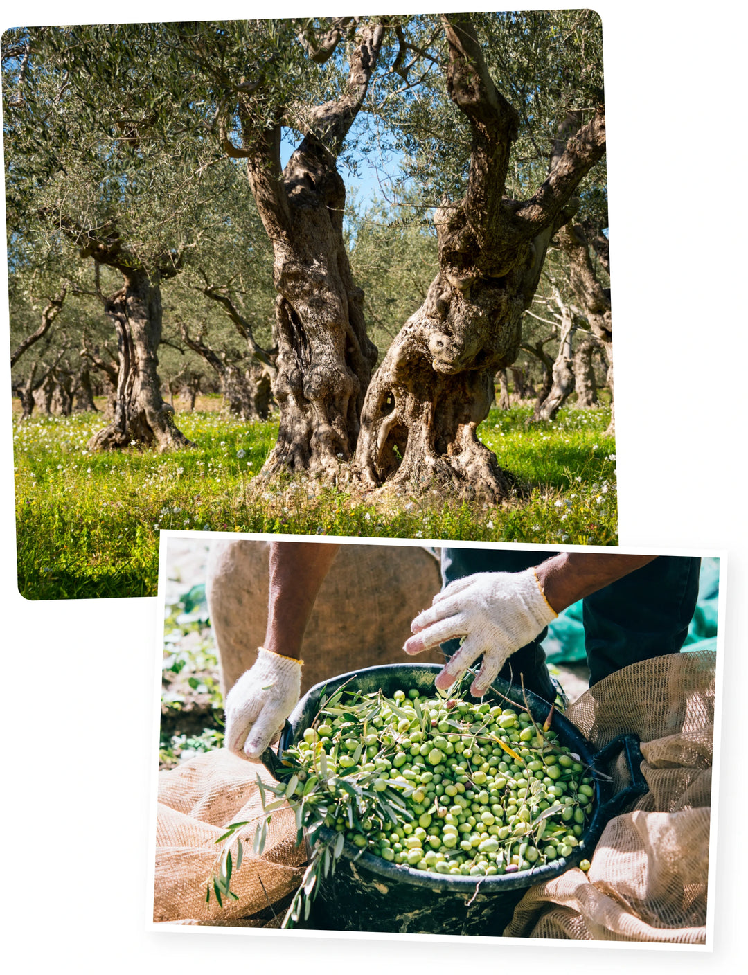 Zoefull — Wild Olive Oil