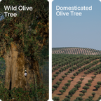 Wild Olive Oil