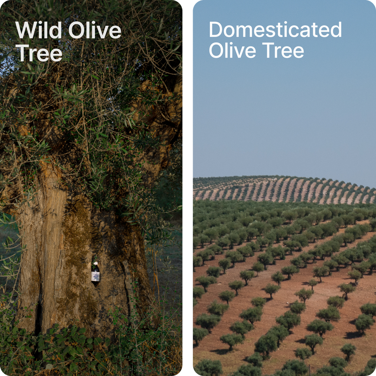 Wild Olive Oil