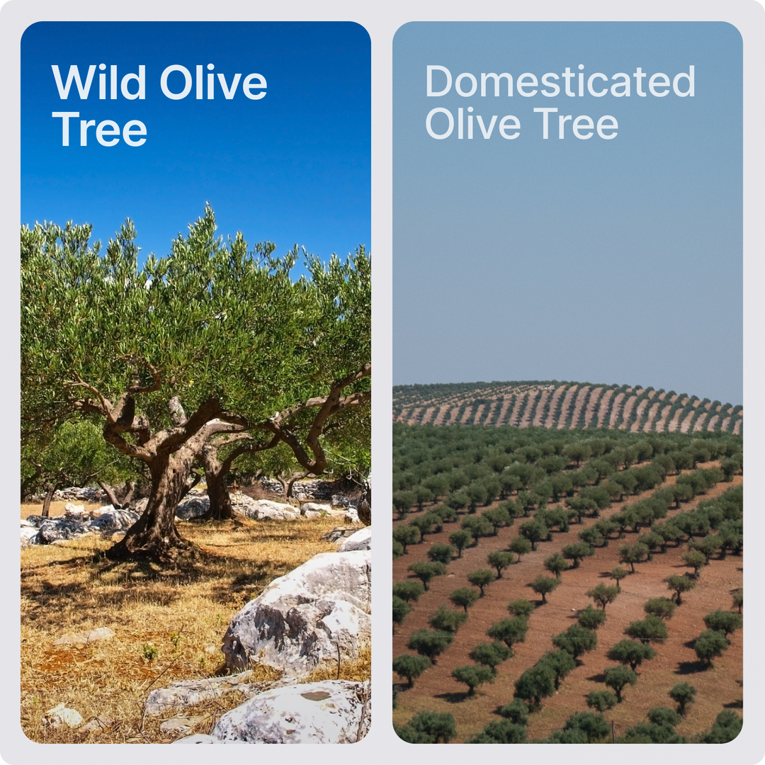 Wild Olive Oil