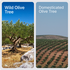 Wild Olive Oil
