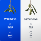 Wild Olive Oil