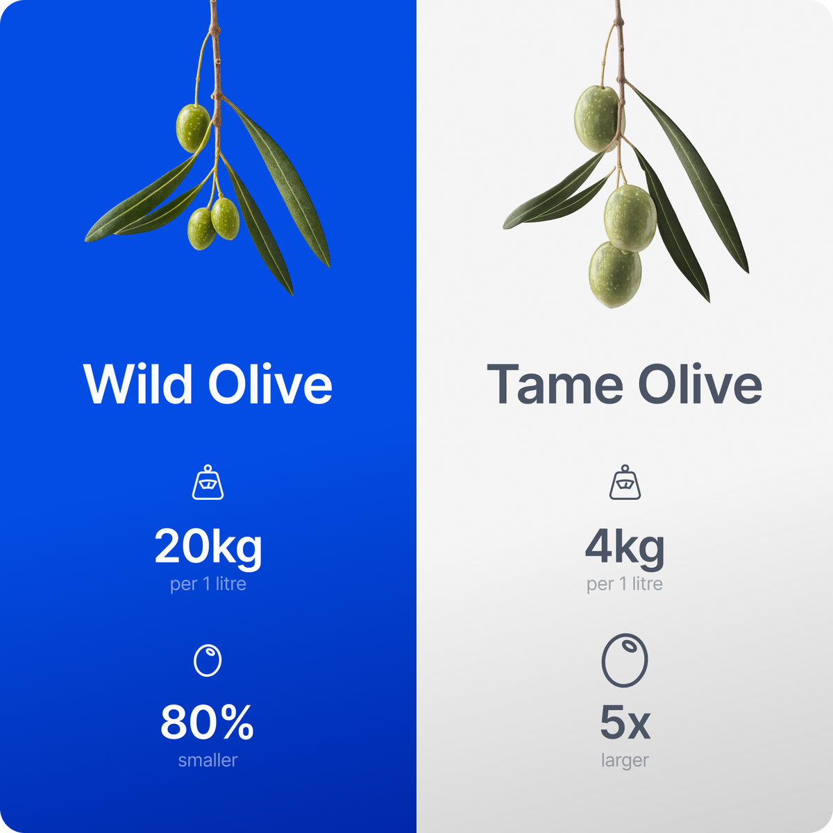 Wild Olive Oil