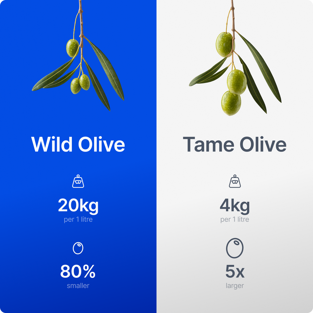 Wild Olive Oil