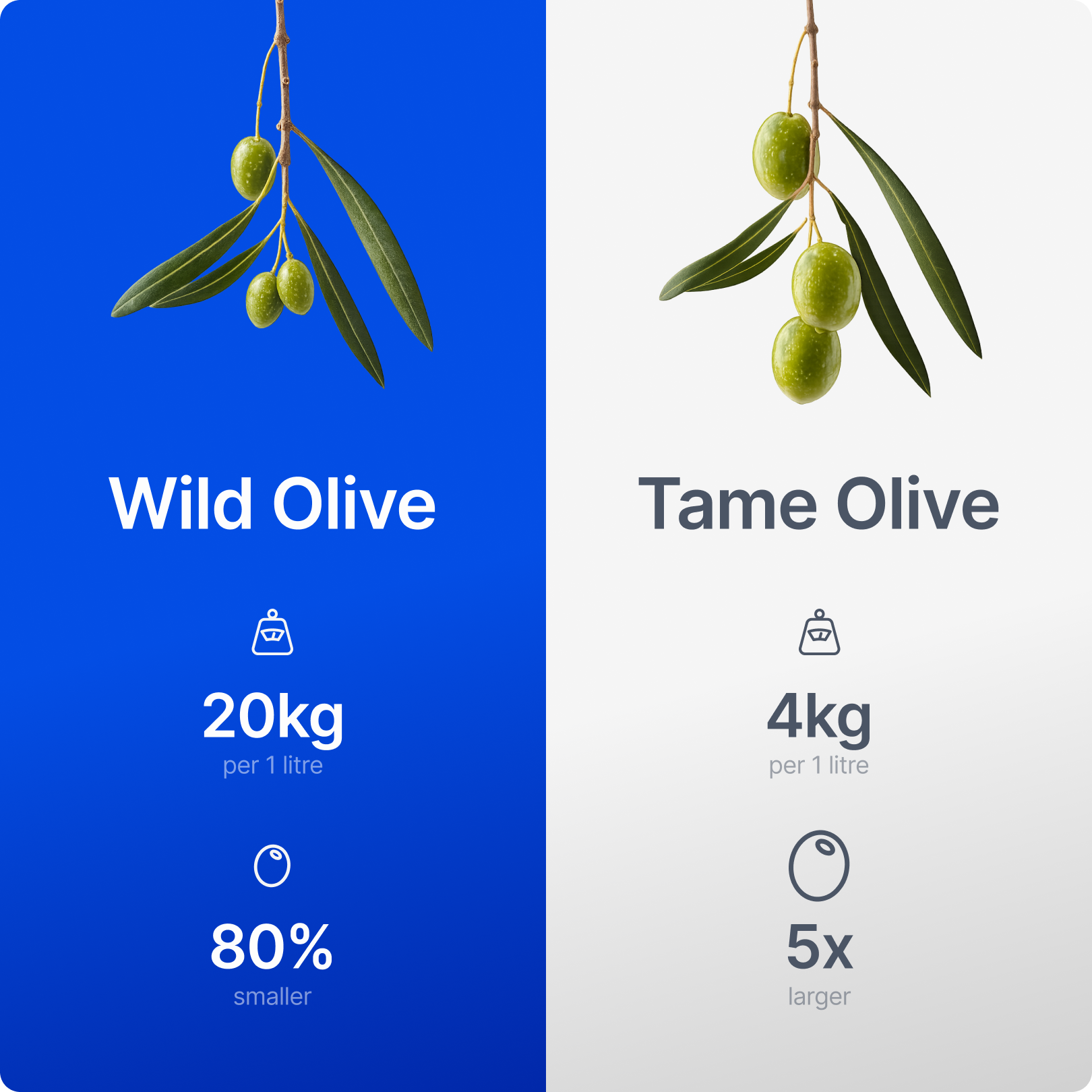 Wild Olive Oil